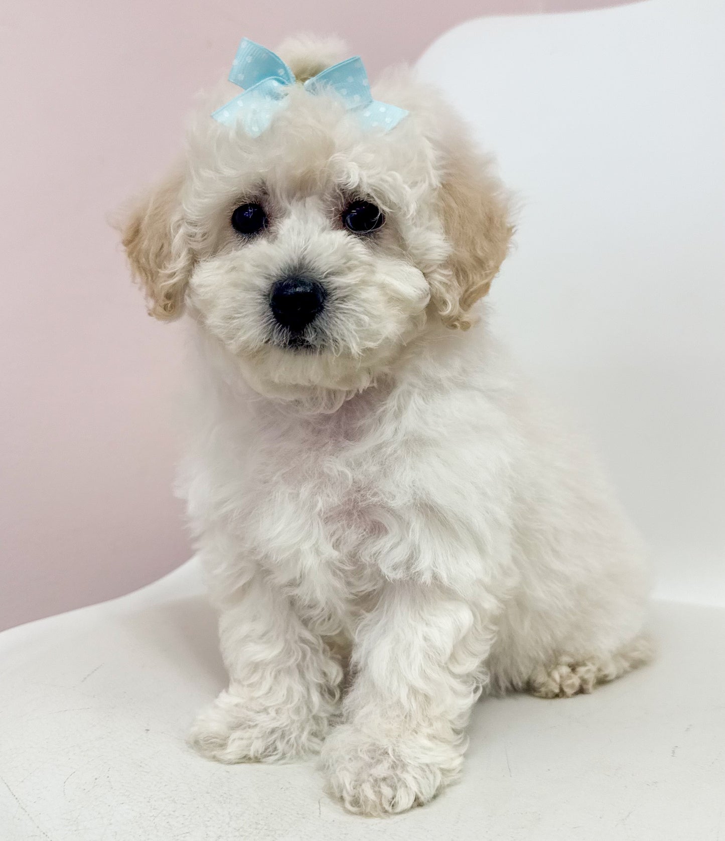 Muffin-Female Maltipoochon
