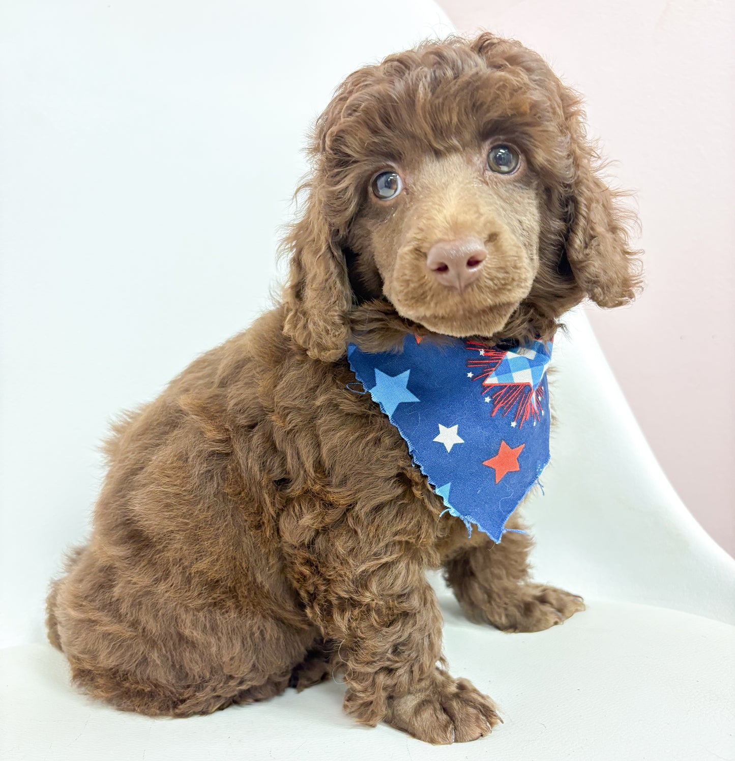 Jax-Male Toy Poodle