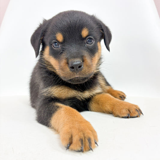 Diesel-Male Rottweiler
