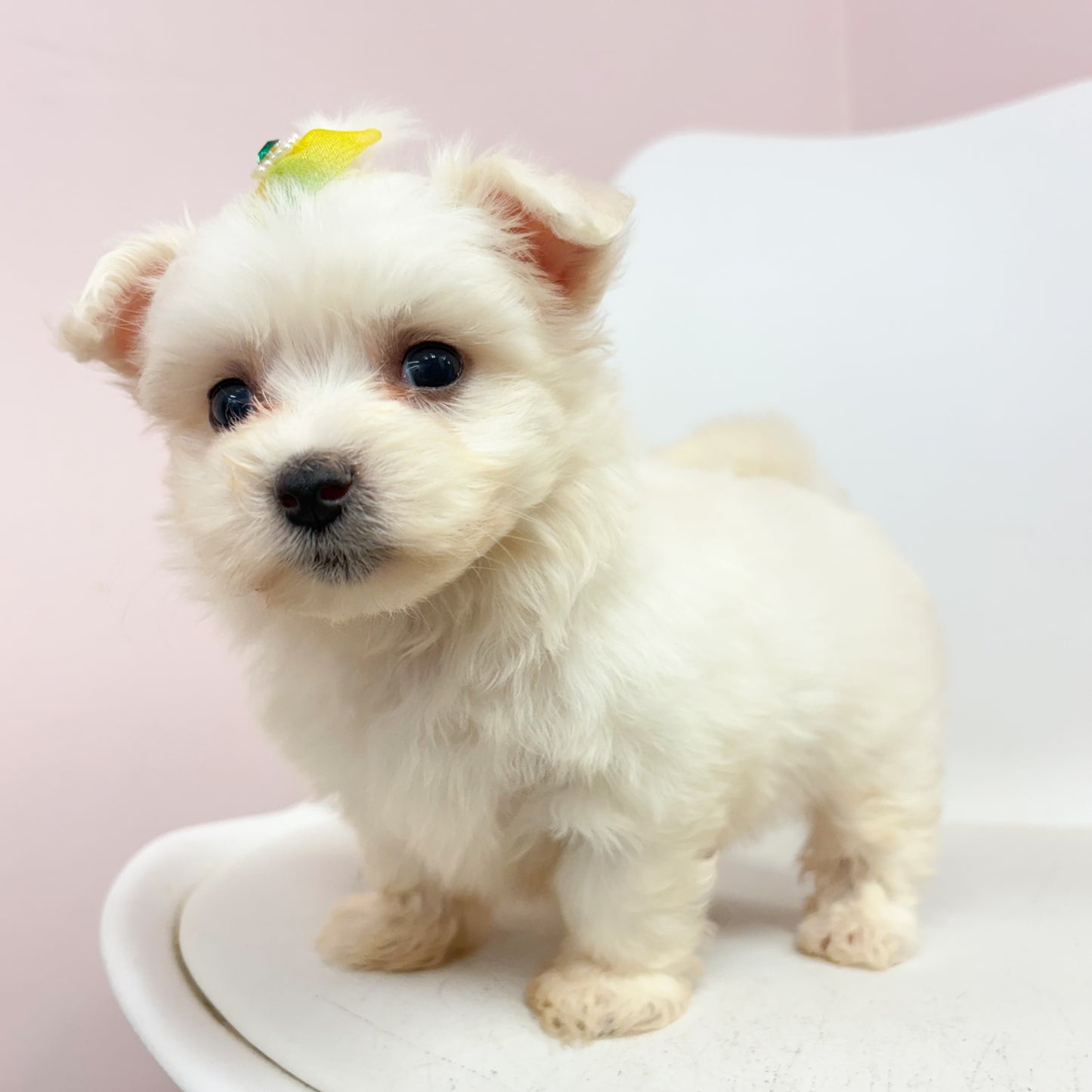 Millie- Female Maltese