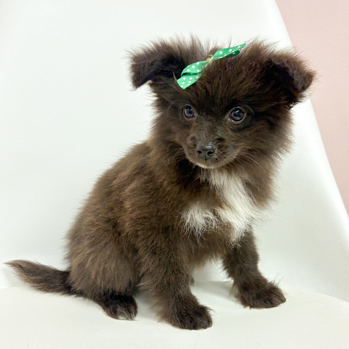 Fiona- Female Pomski