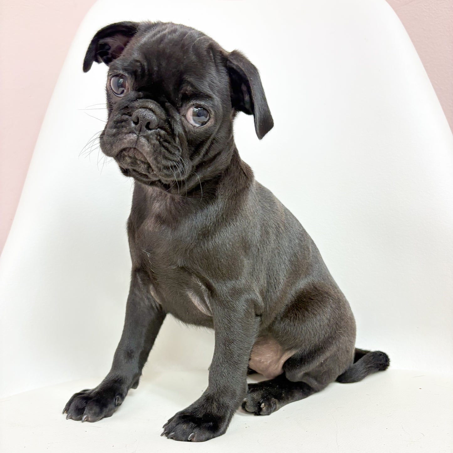 Petunia- Female Pug