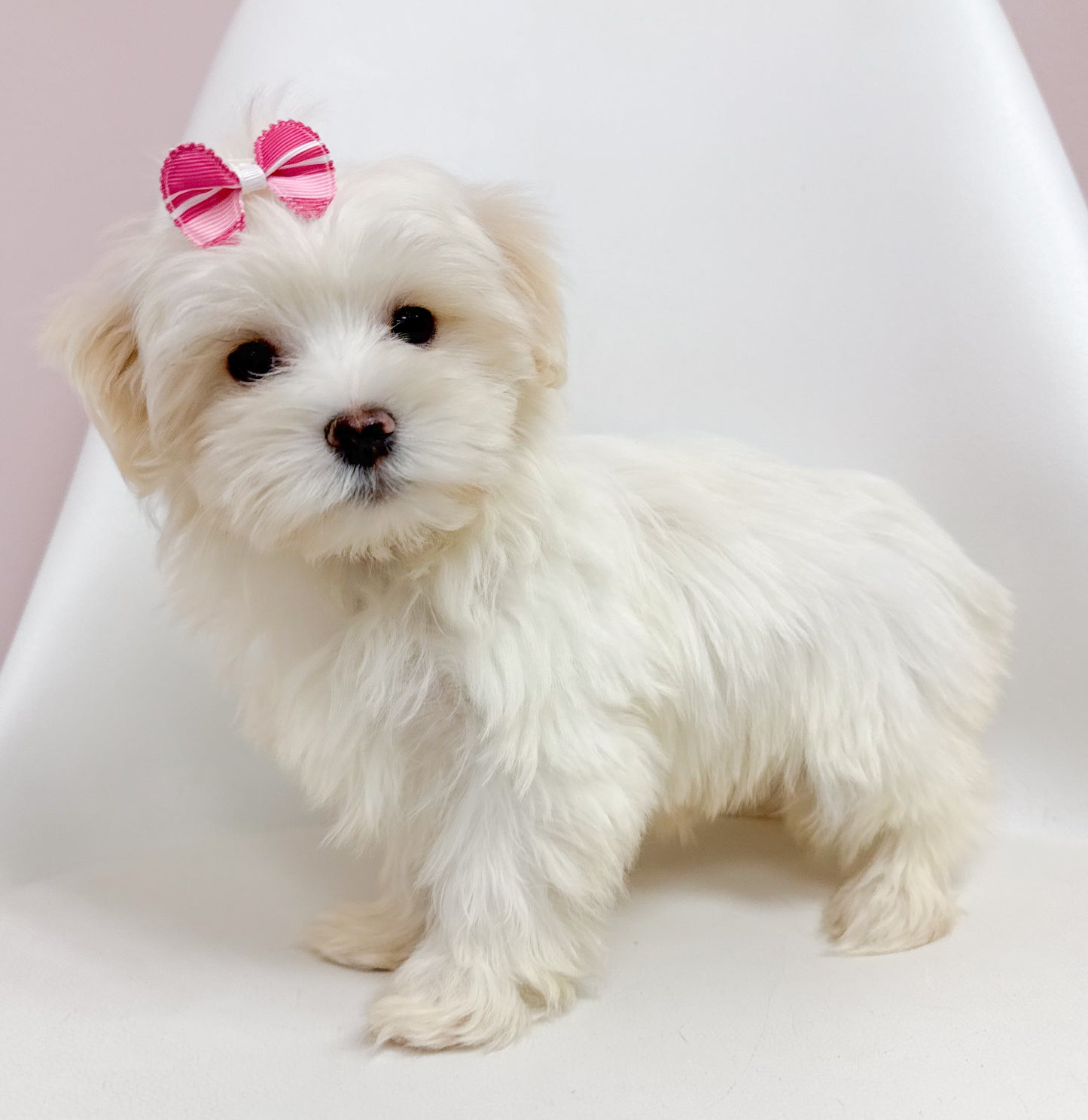 Minnie- Female Maltese