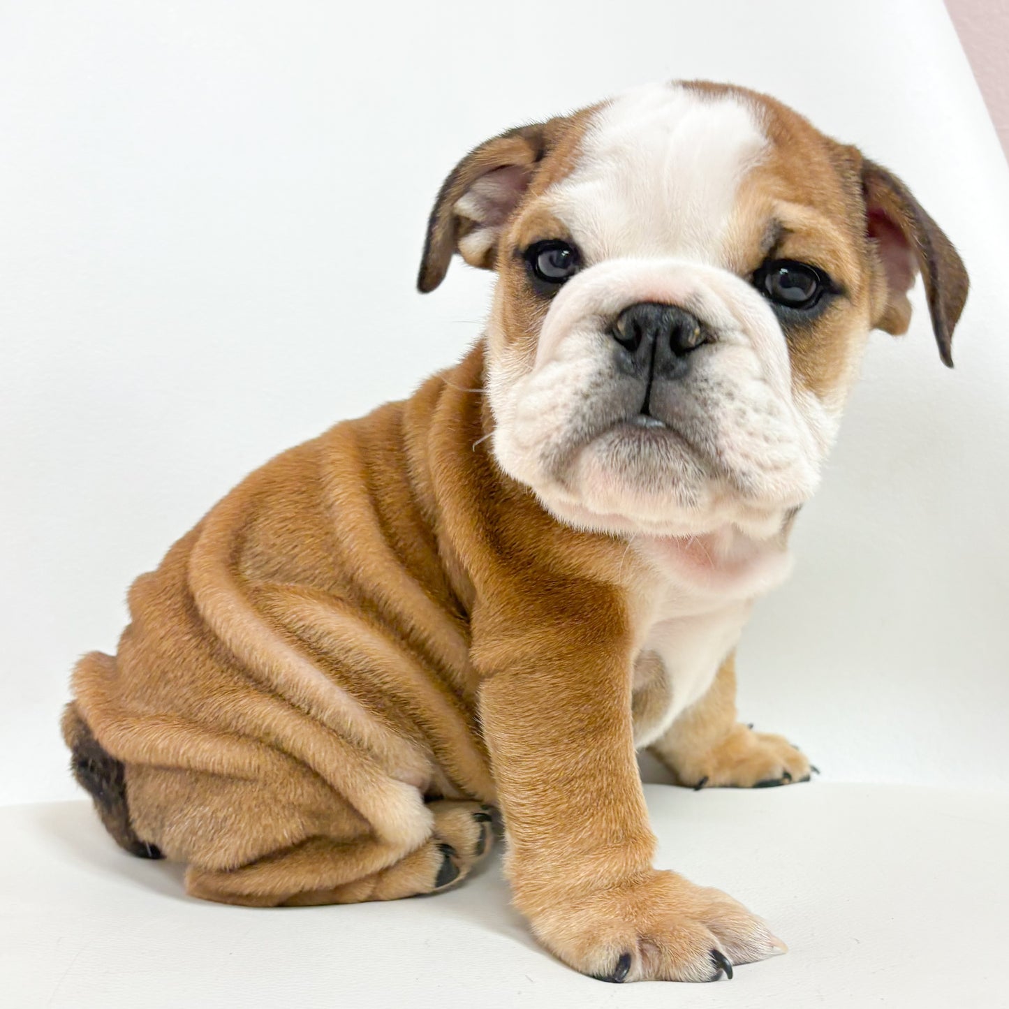 Tank- Male English Bulldog