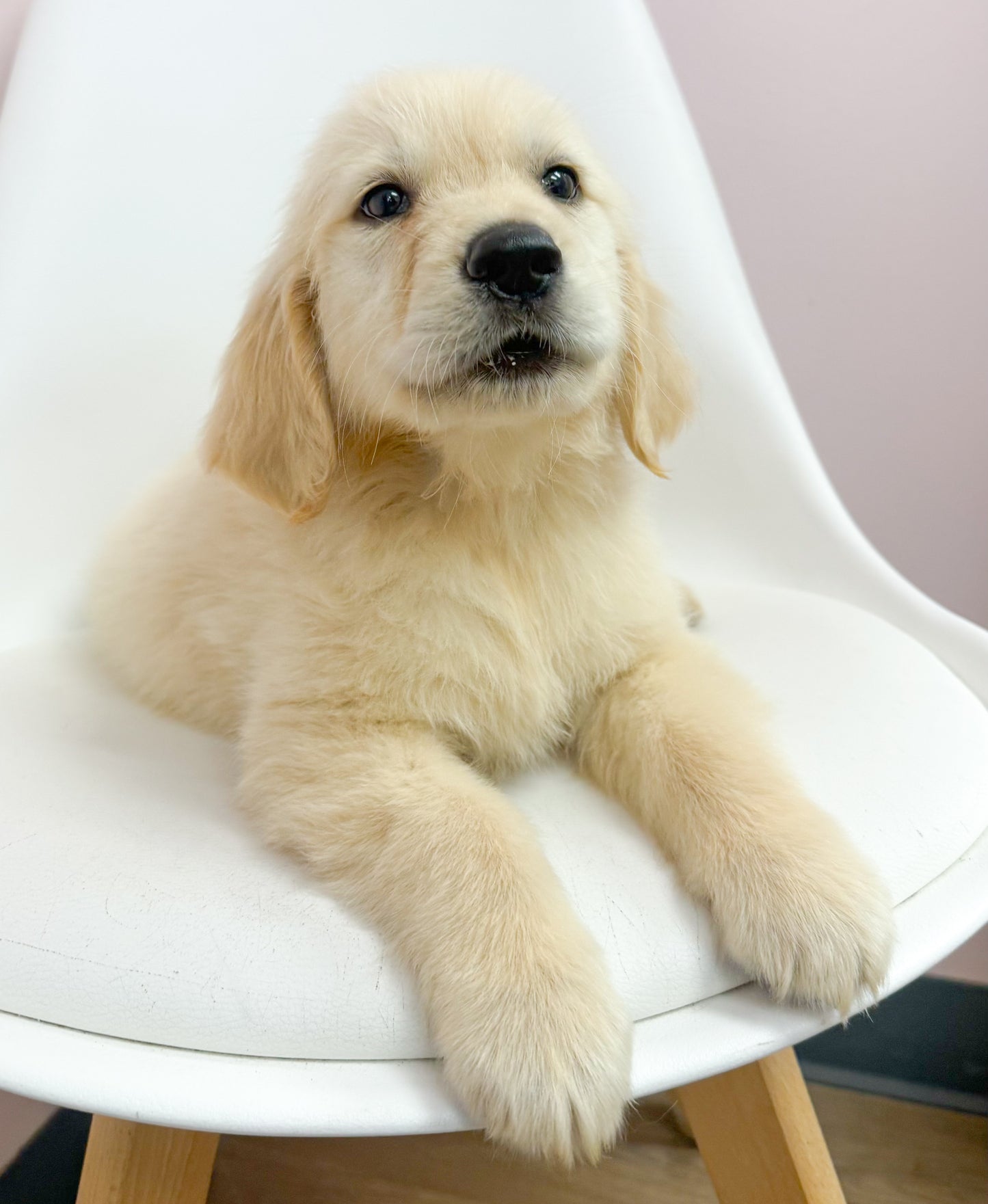 Bowie-Male Golden Retriever