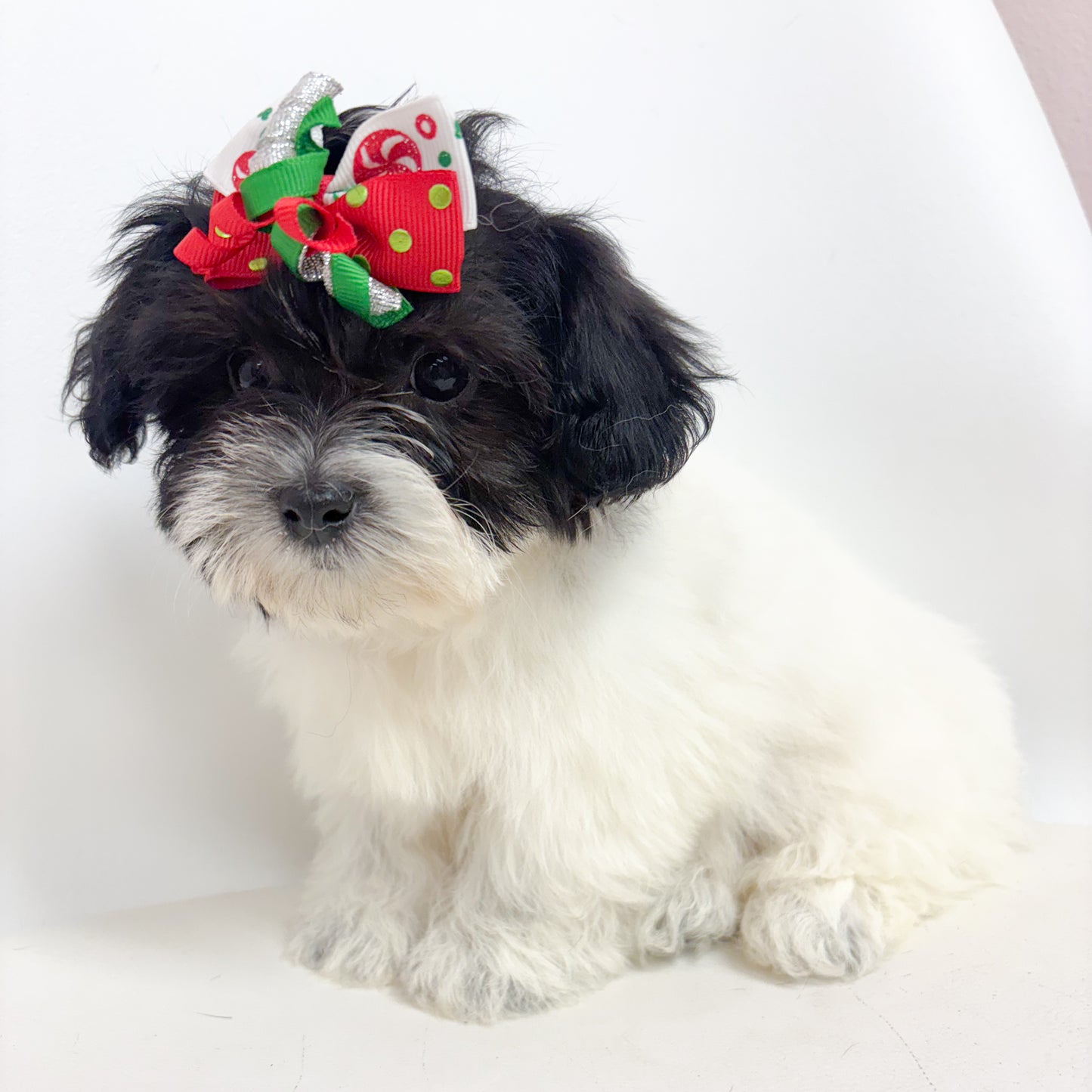 Sugar-Female Coton de Tulear