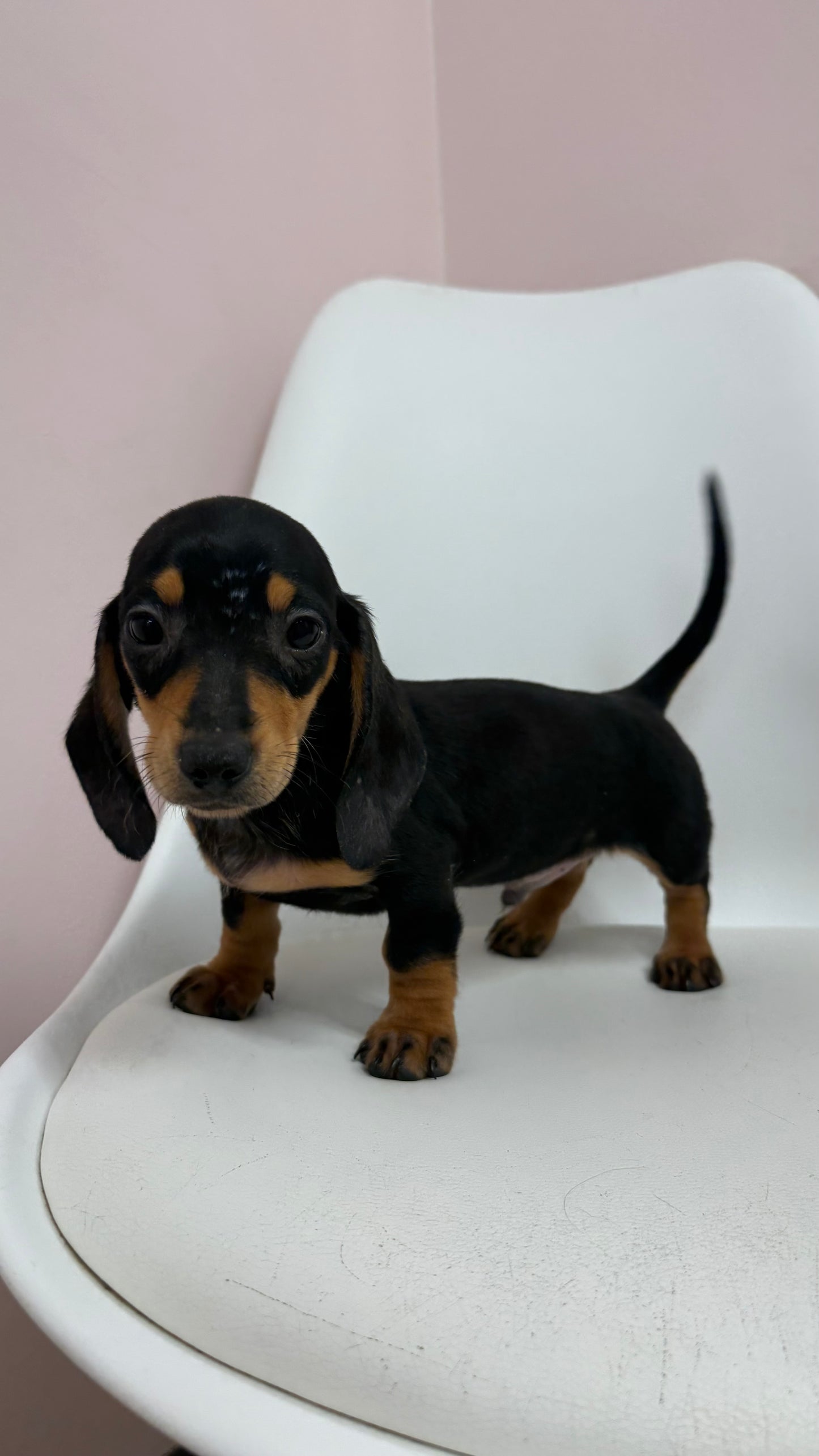Reese- Male Mini Dachshund