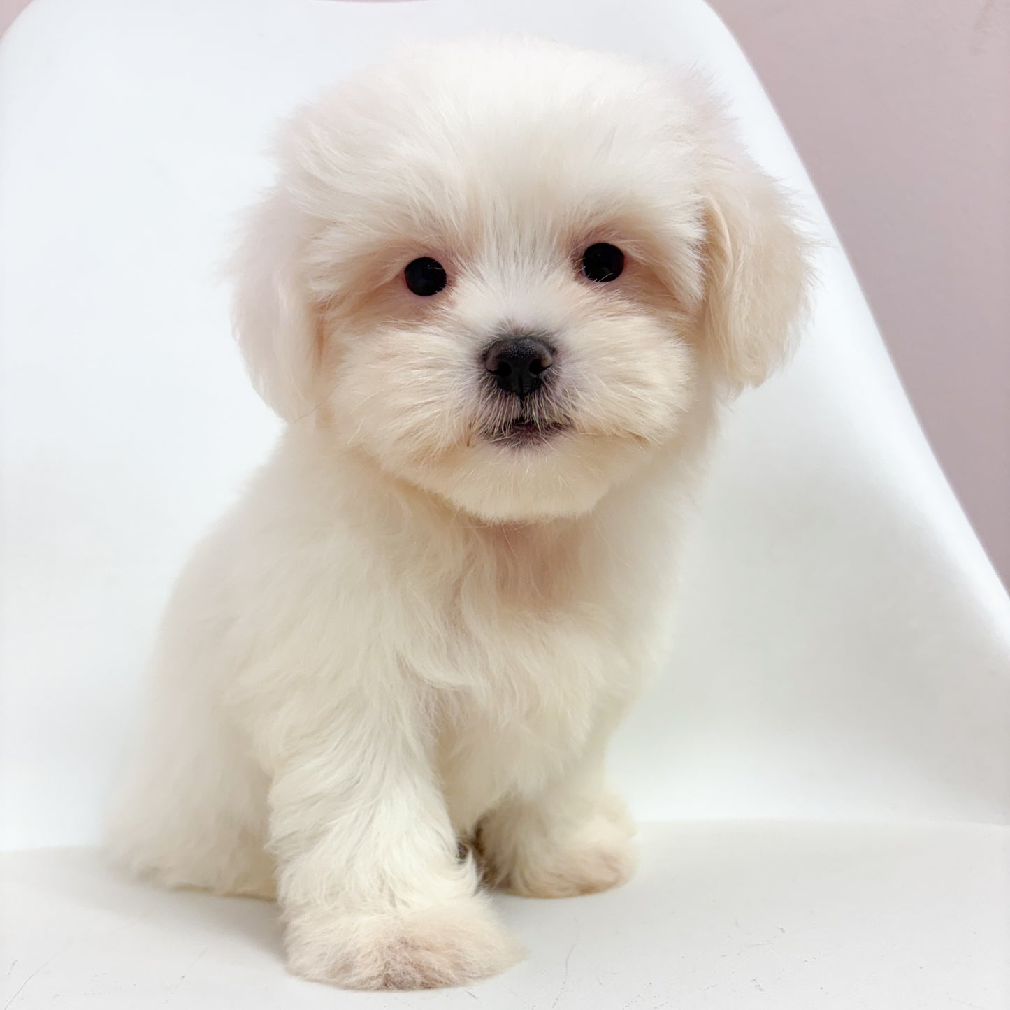 Angelo- Male Teddy Bear