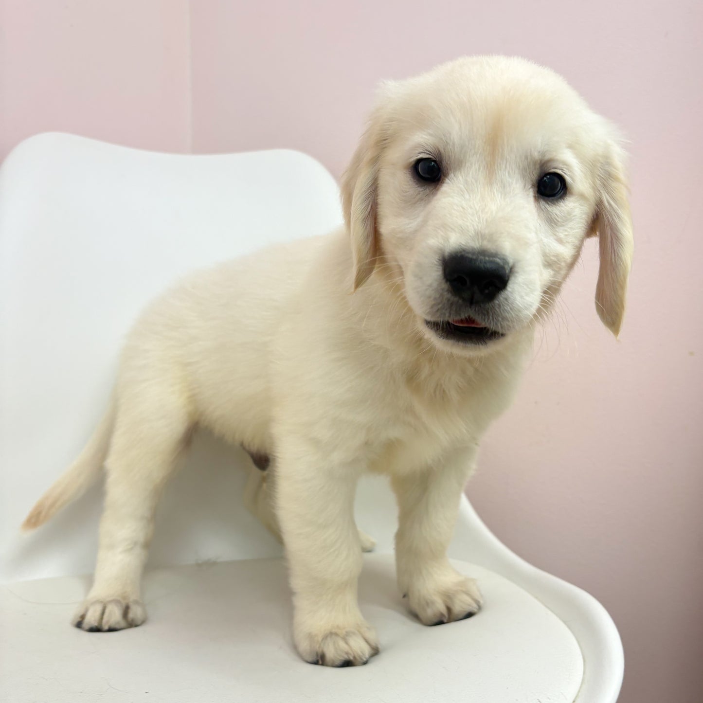 Marley-Male Golden Retriever