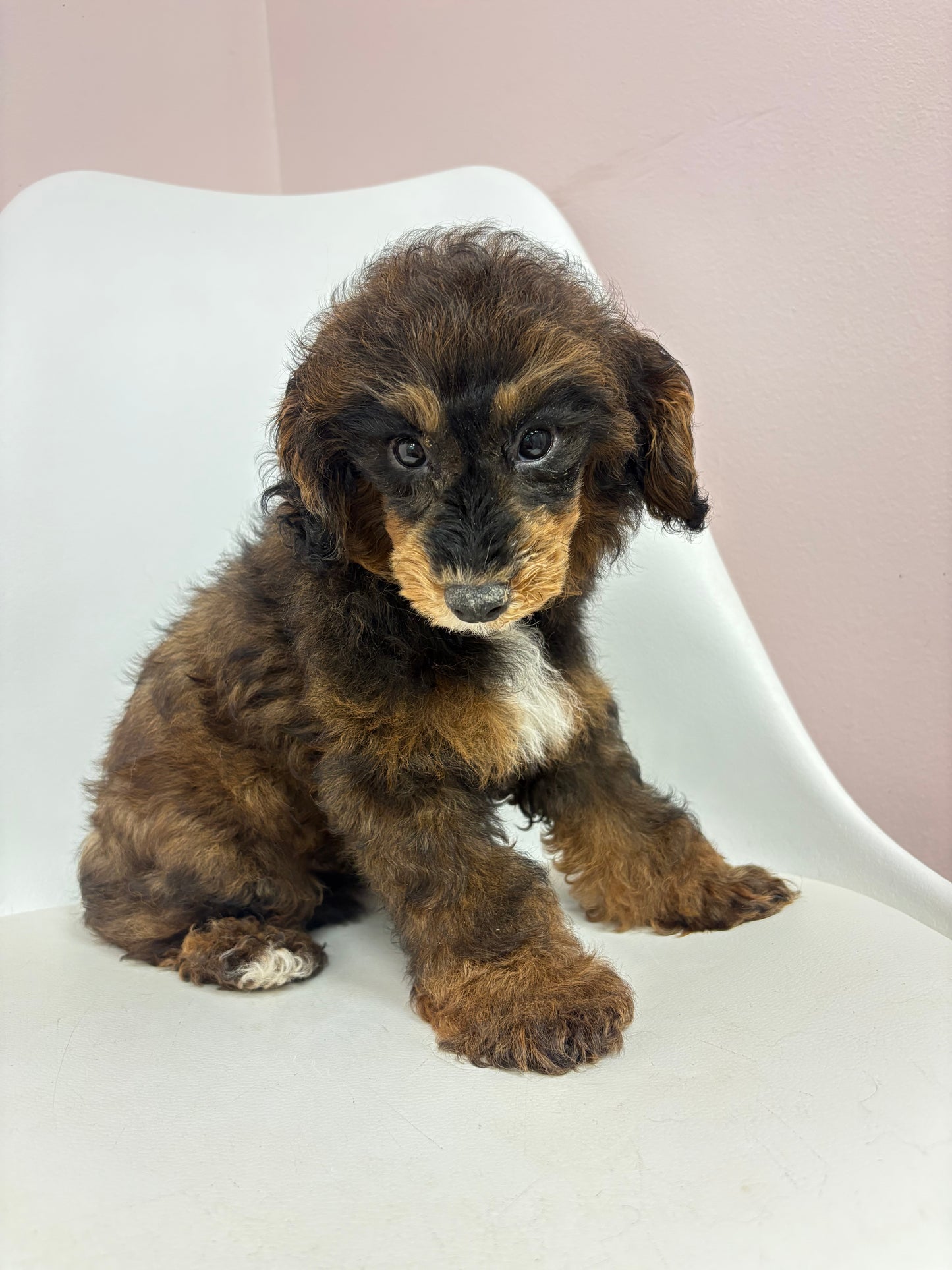 Romeo- Male Mini Poodle