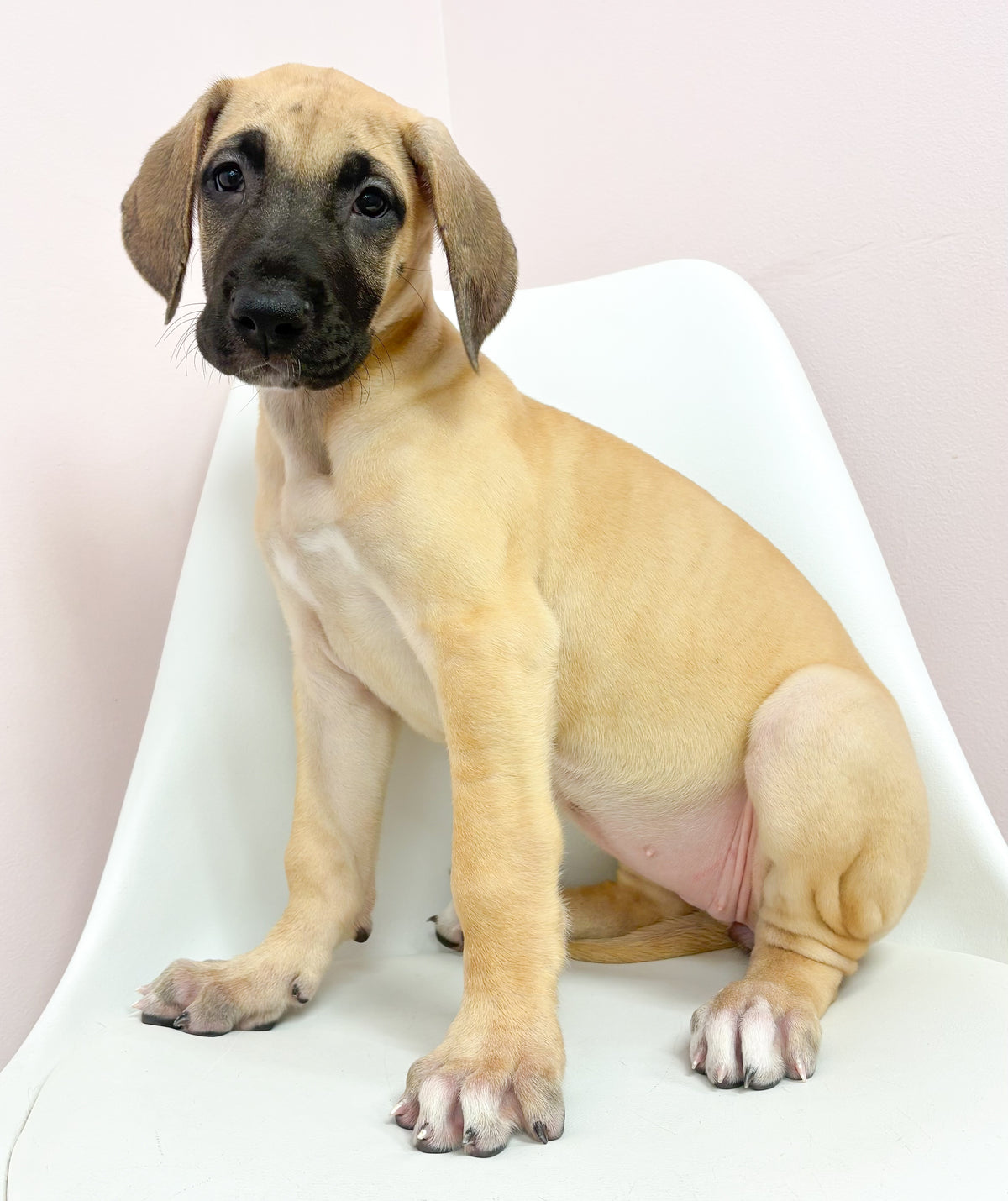 Honey- Female Great Dane