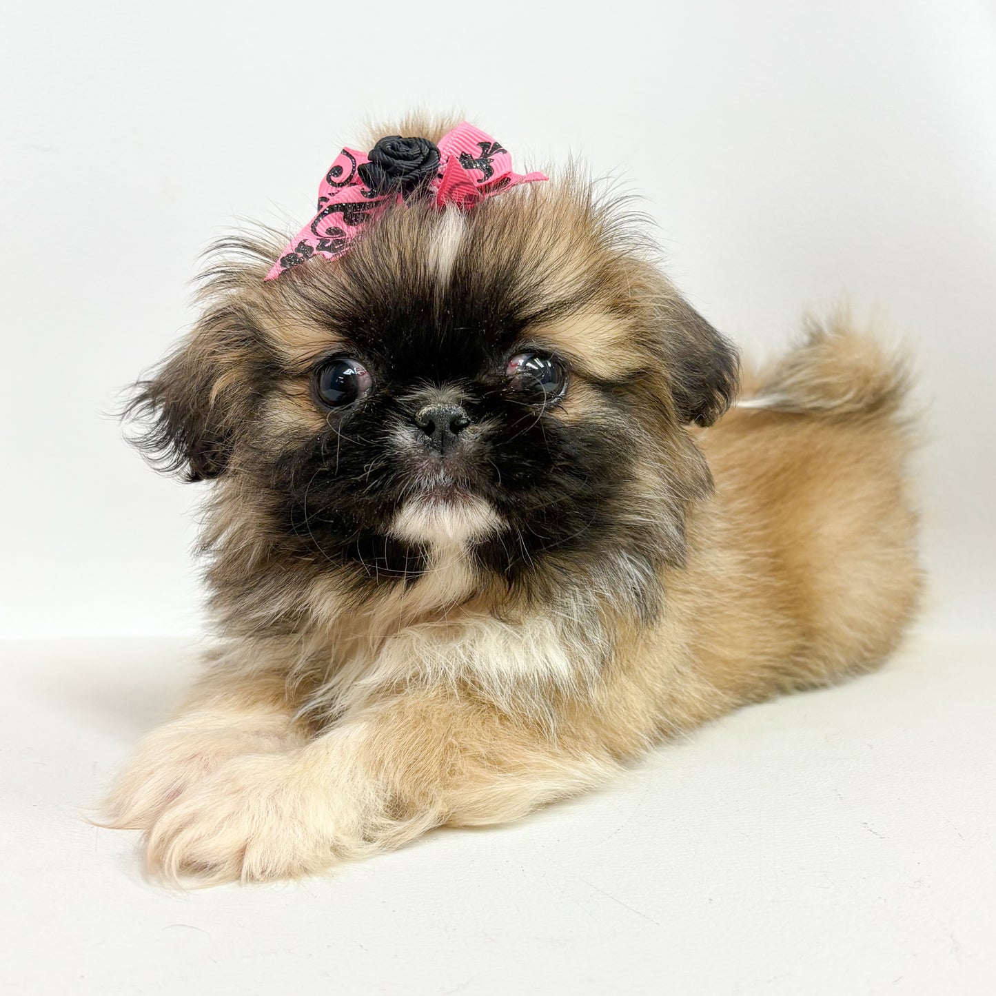 Sylvie-Female Pekingese