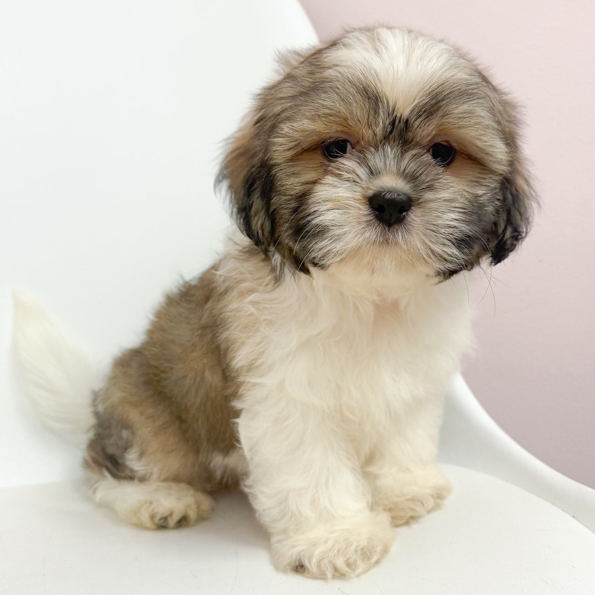 Finn- Male Shih Tzu