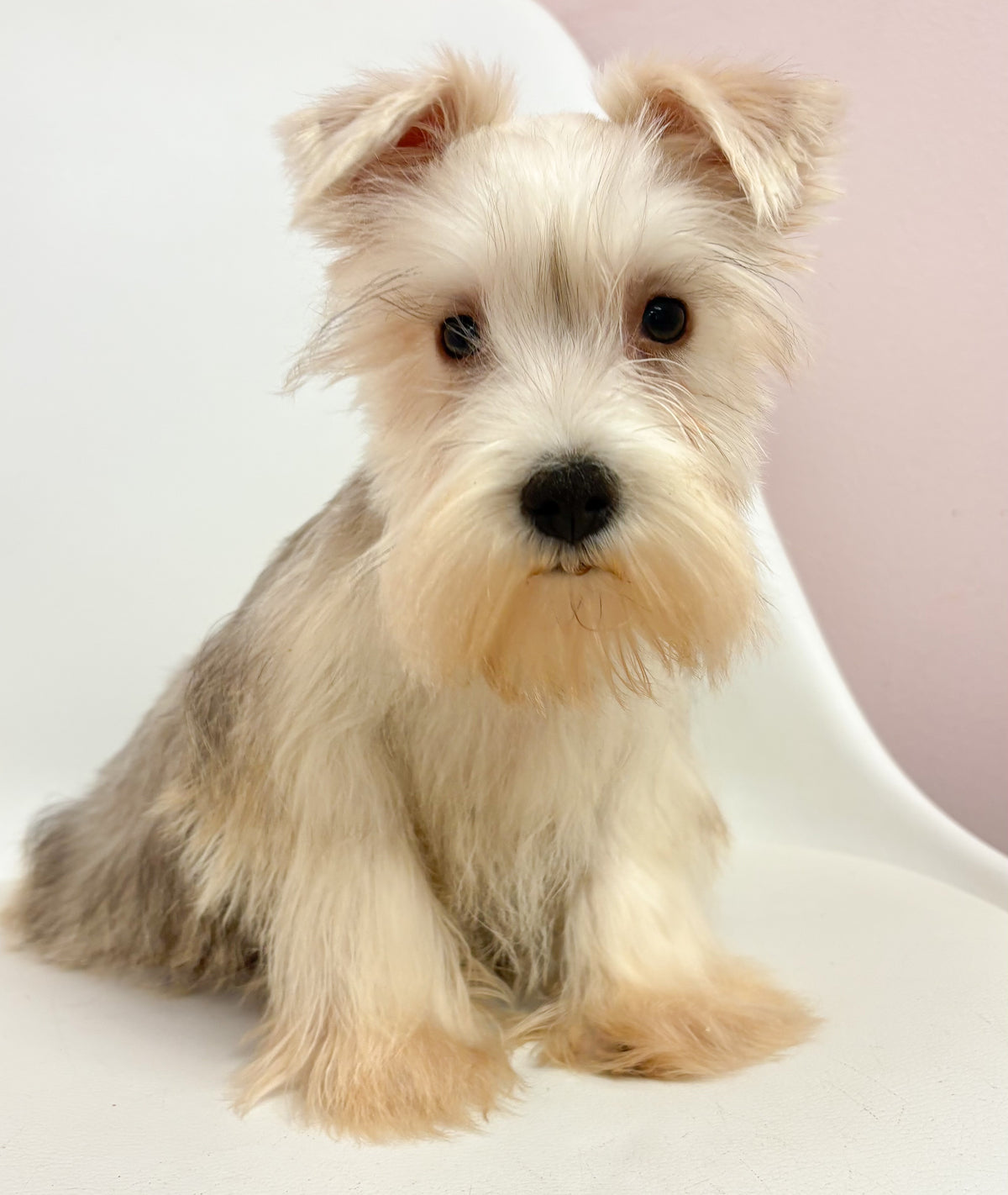 Sammy-Male Mini Schnauzer