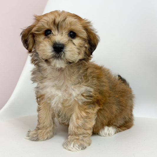 Hopper-Male Teddy Bear