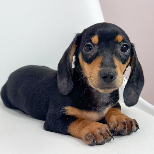 Reese- Male Mini Dachshund