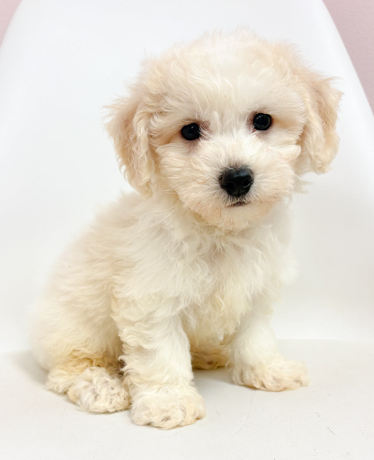 Tucker- Male Bichon Frise