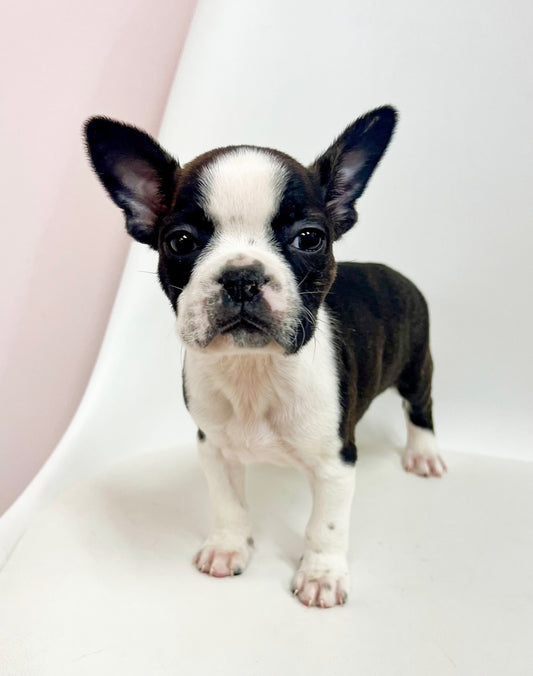 Angel - Female Boston Terrier