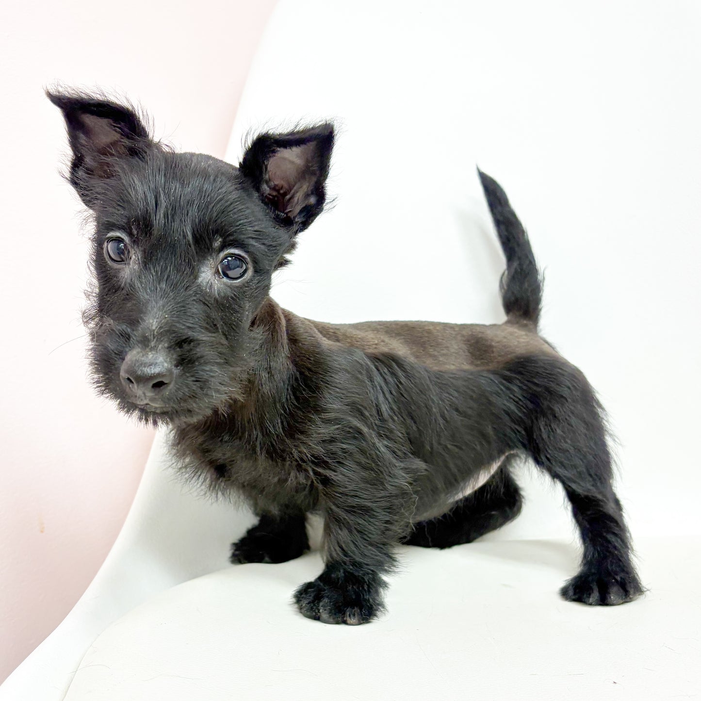 Ebony- Female Scottish Terrier