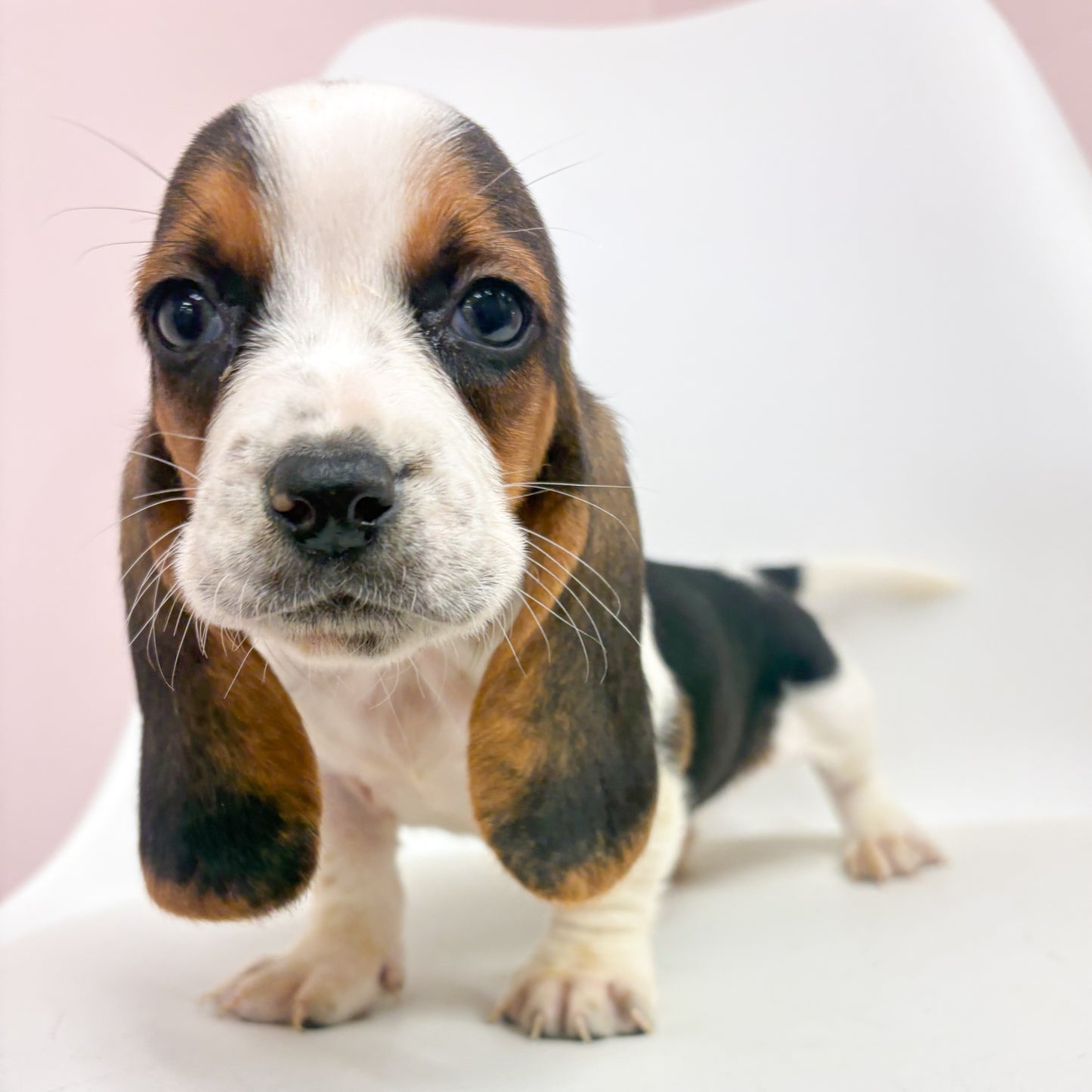 Willie-Male Basset Hound
