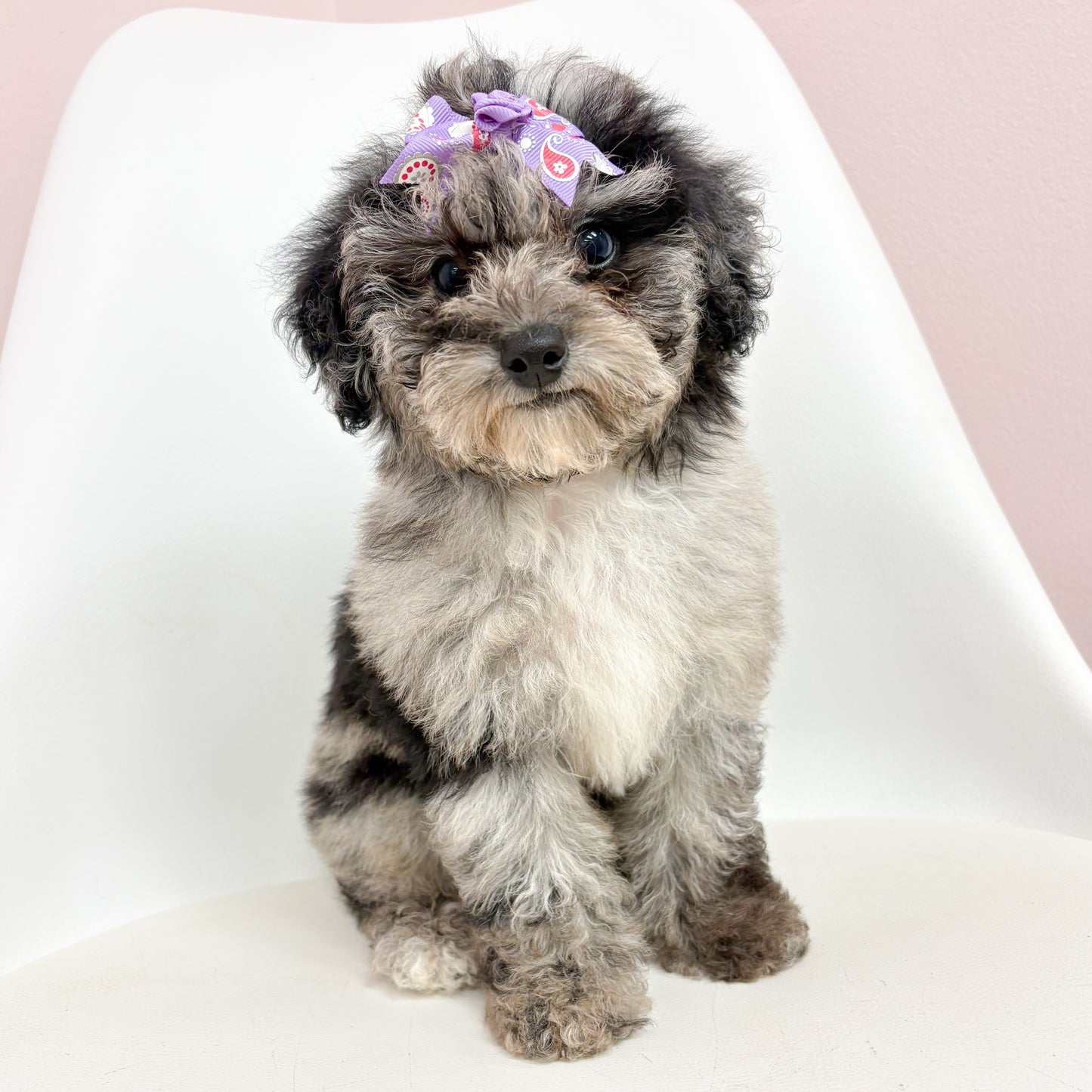 Libby- Female Mini Poodle