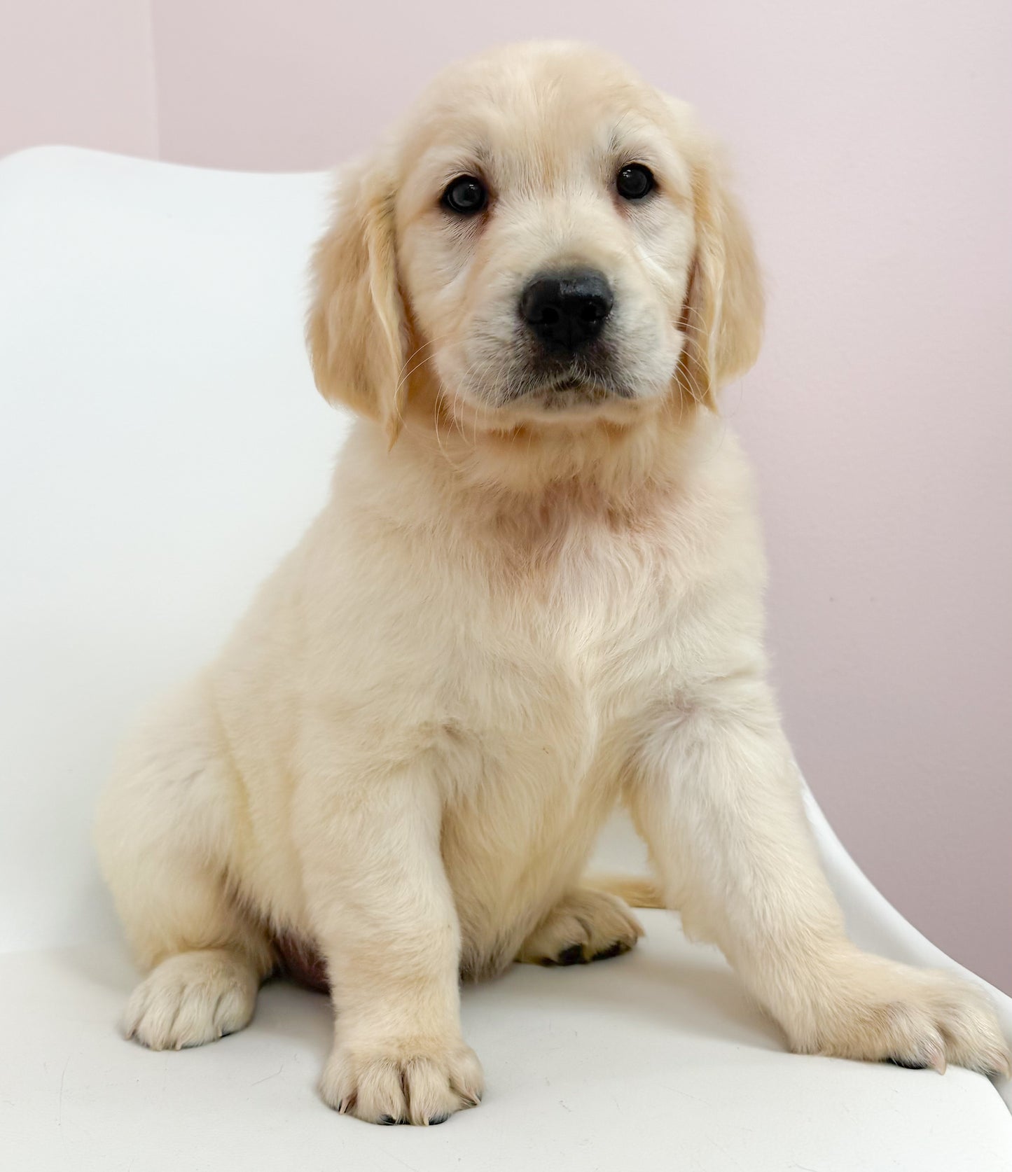 Bennett-Male Golden Retriever