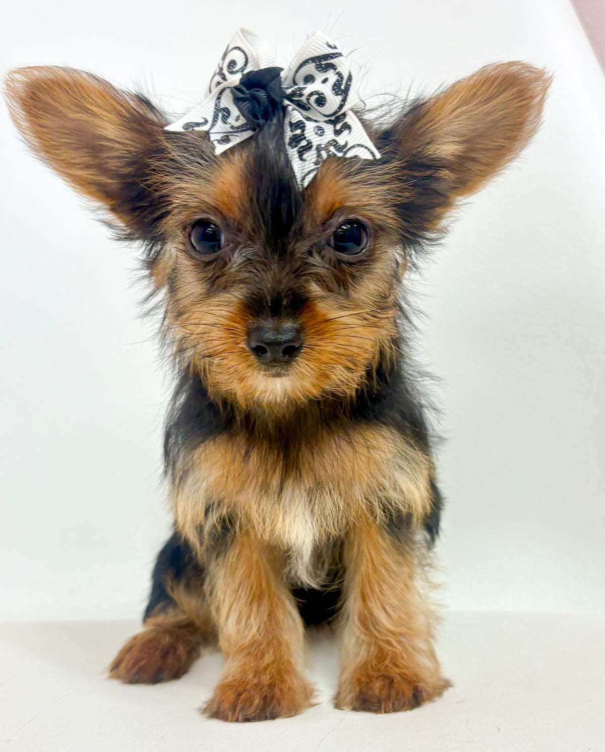 Deedee- Female Yorkie