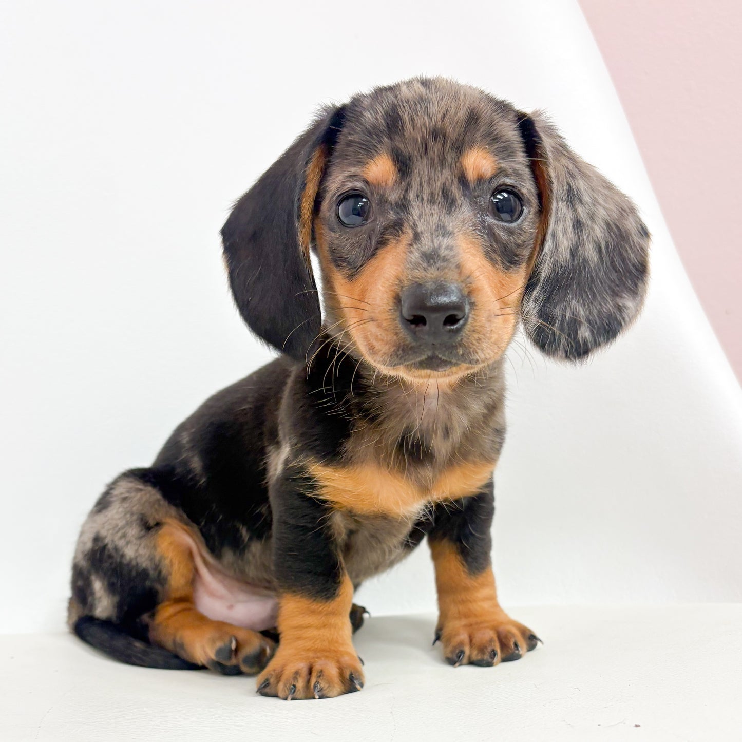 Hansel-Male Mini Dachshund