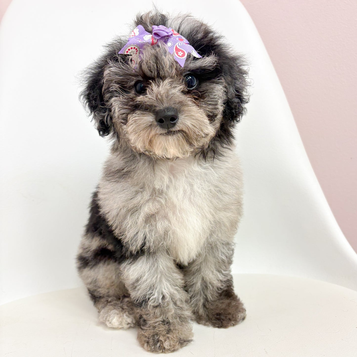 Libby- Female Mini Poodle