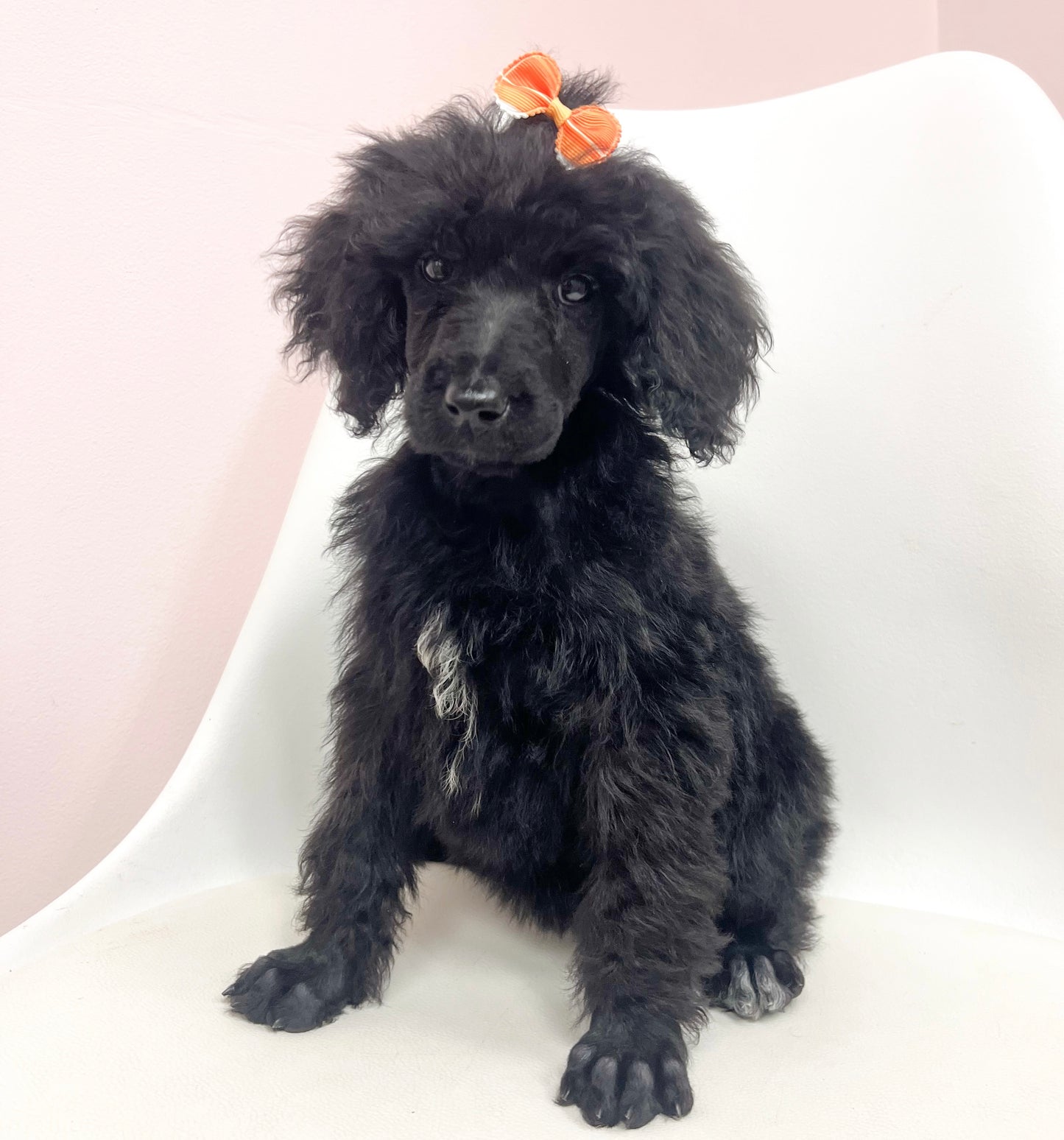 Beatrice- Female Standard Poodle