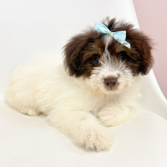 Millie- Female Toy Aussiepoo
