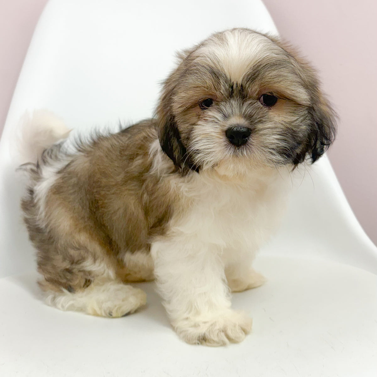 Finn- Male Shih Tzu