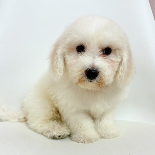 Archie- Male Bichon Frise