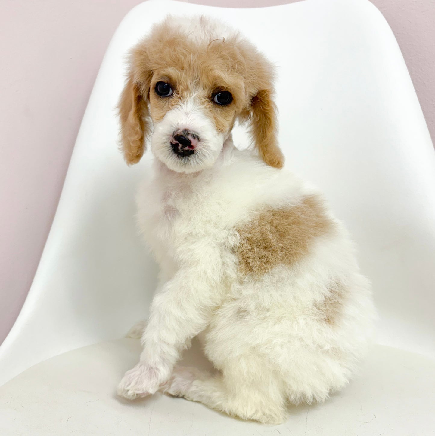 Sophia-Female Standard Poodle