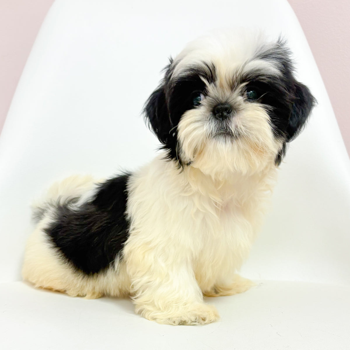 Buddy- Male Shih Tzu