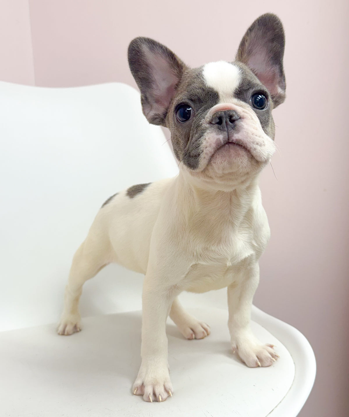 Lionel- Male French Bulldog