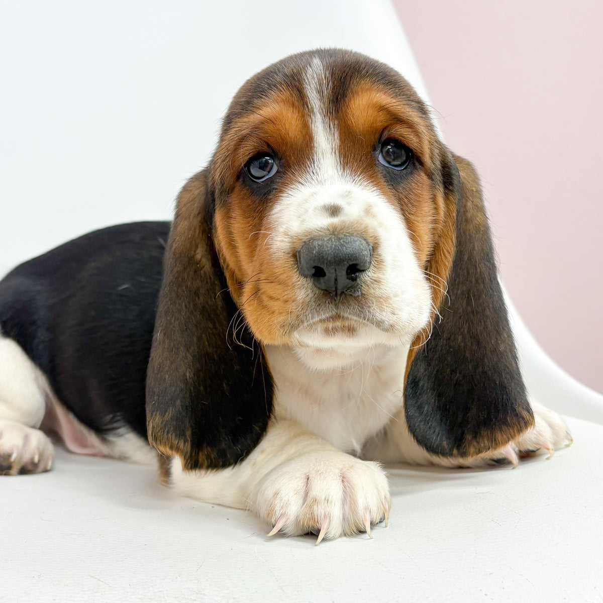 Cowboy- Male Basset Hoind