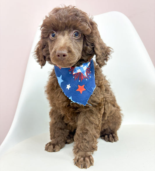 Jax-Male Toy Poodle