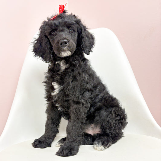 London-Female Standard Poodle