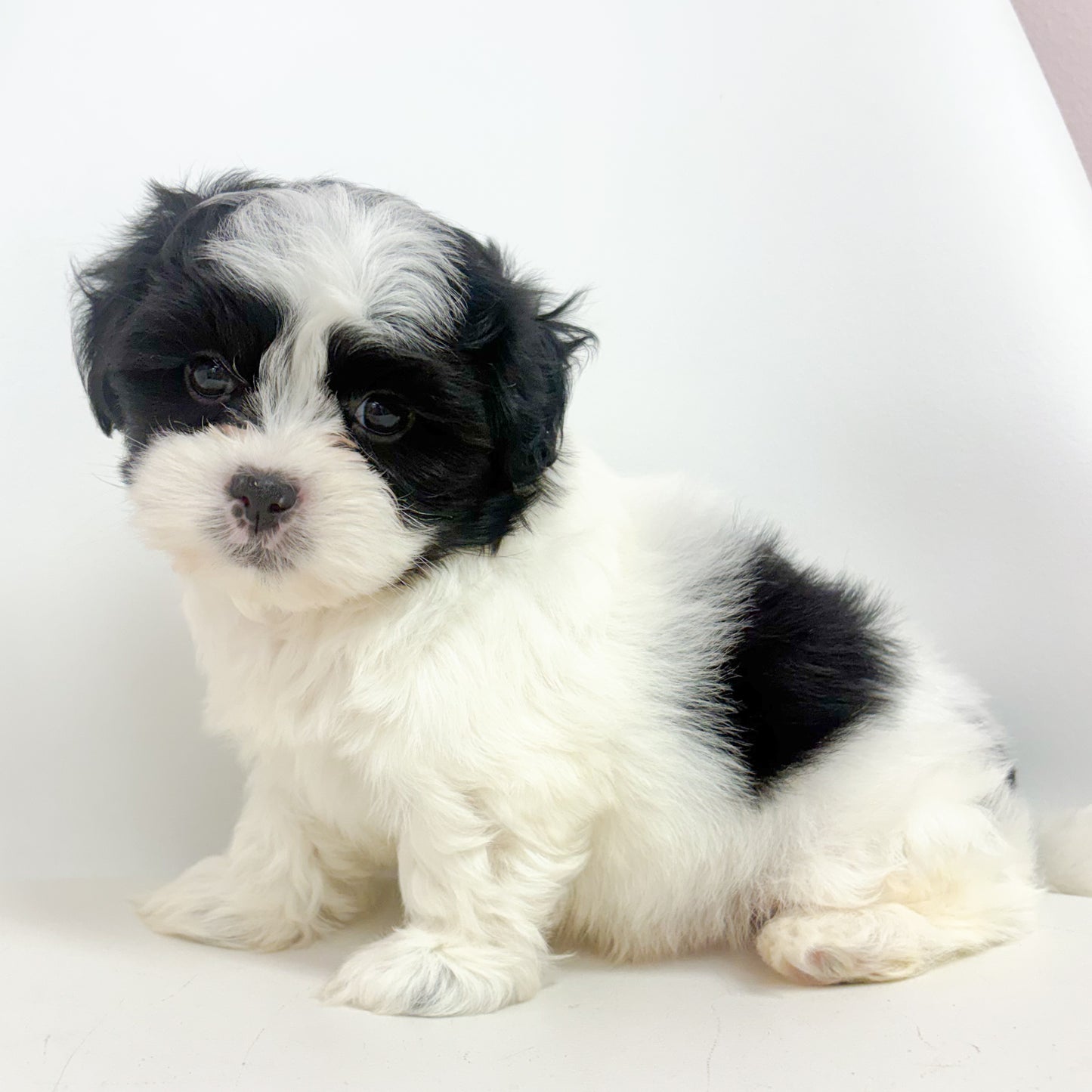 Oreo-Male Maltizu