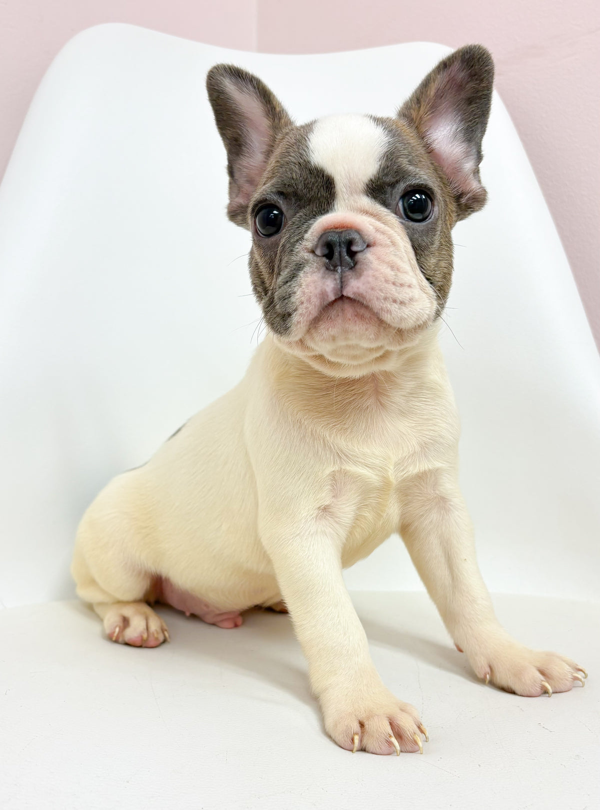 Lionel- Male French Bulldog