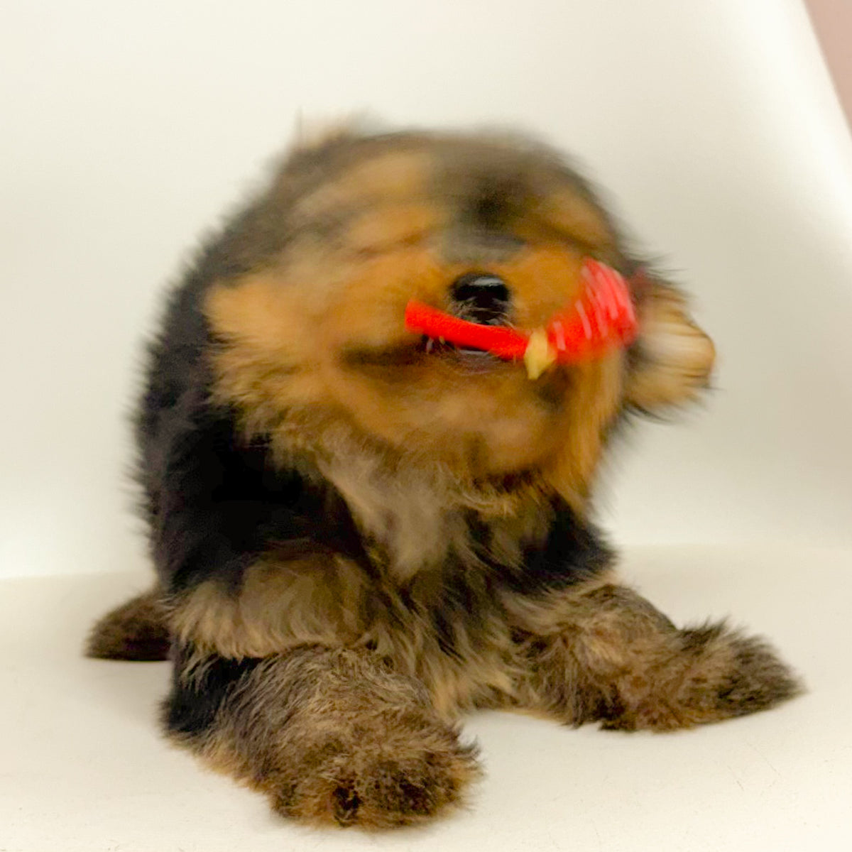 Lottie- Female Yorkie