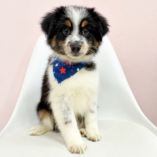 Lucky- Male Mini Australian Shepherd