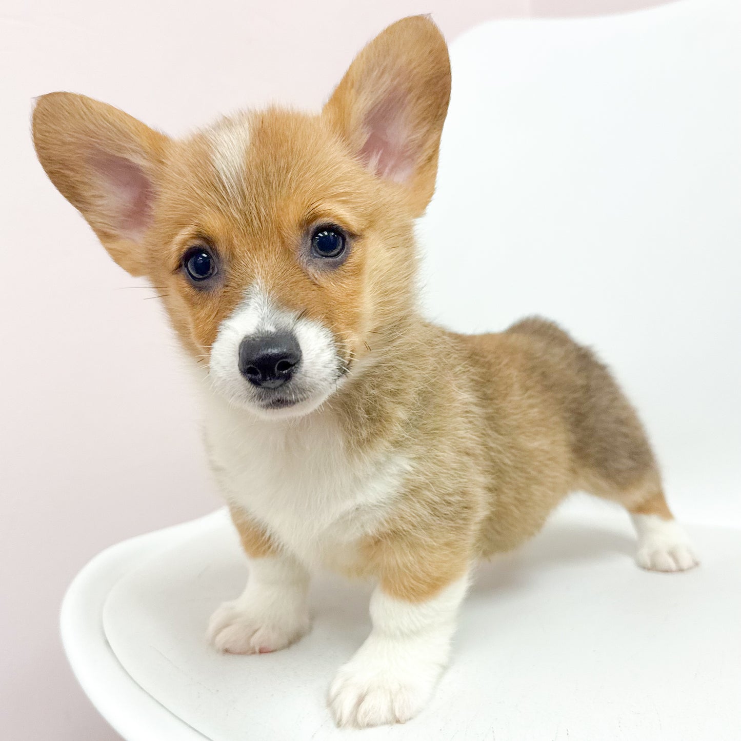 Colin-Male Pembroke Welsh Corgi