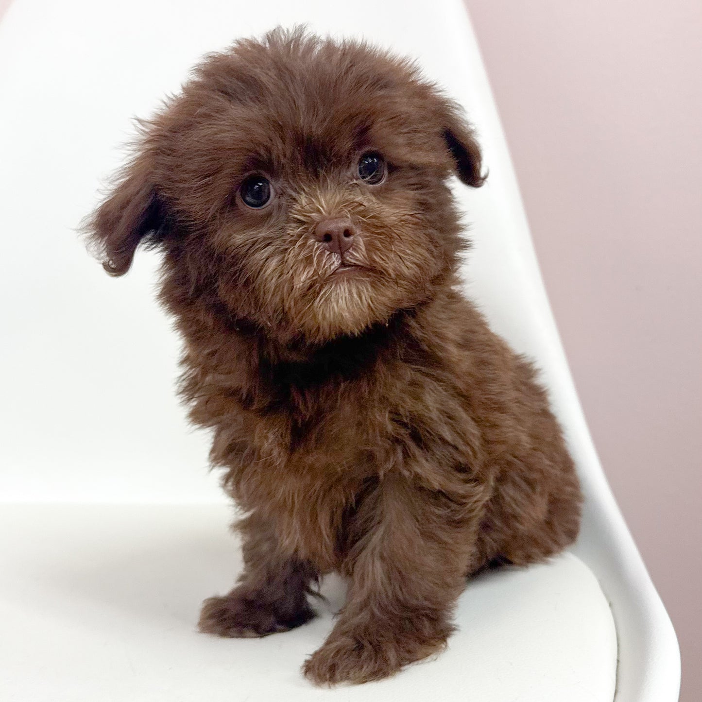 George-Male Shihpoo