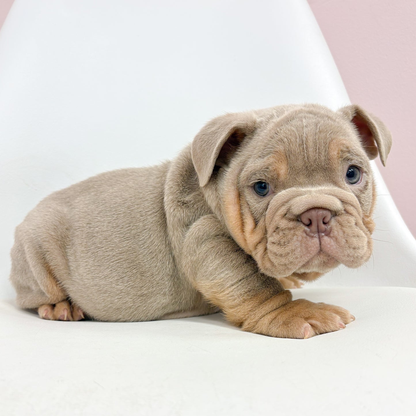 Trip- Male English Bulldog