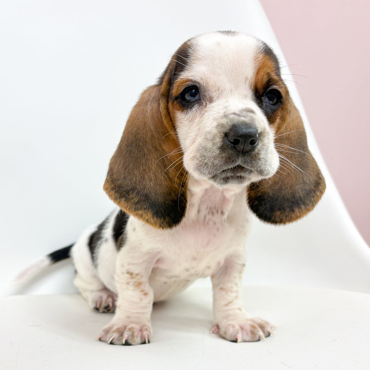 Betsy-Female Basset Hound