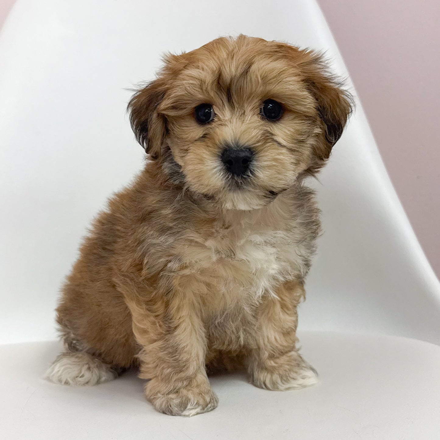 Hopper-Male Teddy Bear