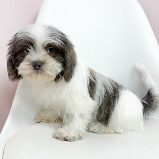 Hank-Male Shih Tzu