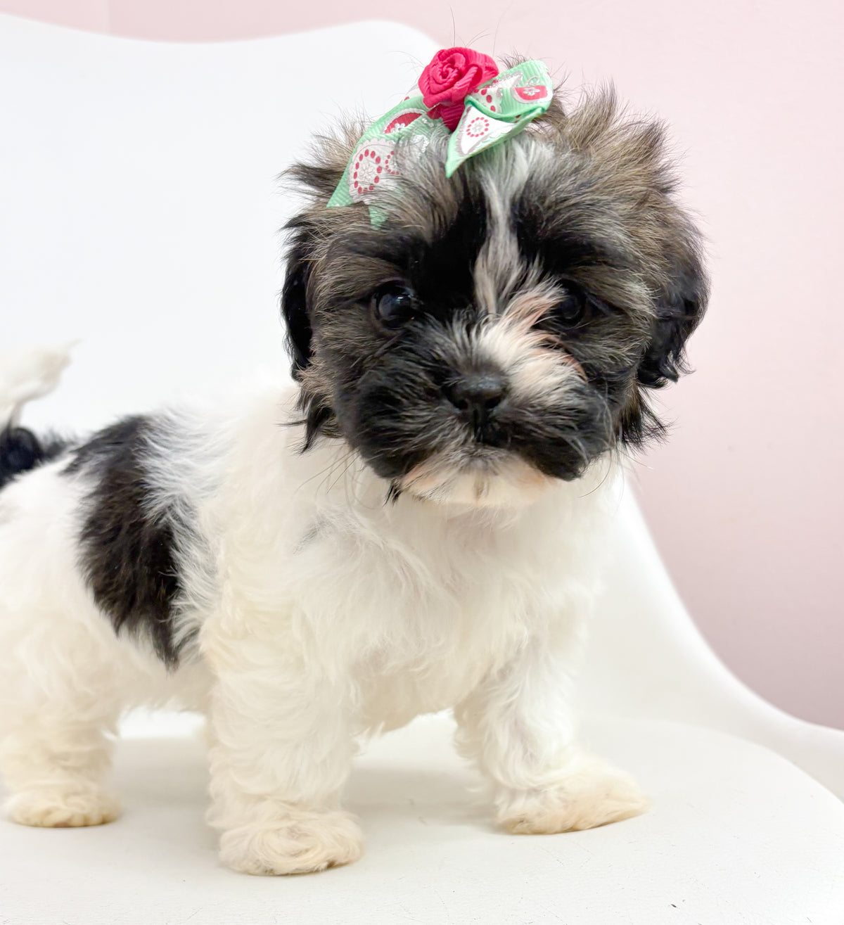 Daisy- Female Shih Tzu
